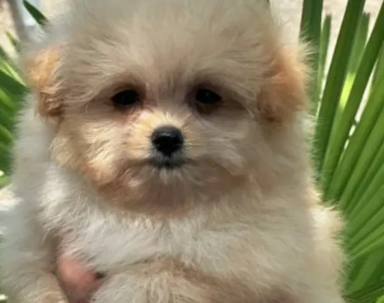 Maltipoo F Tbilisi
