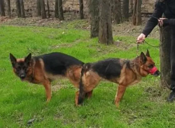 German Shepherd for sale — a great companion and protector Tbilisi