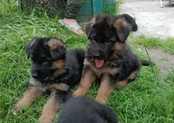 German Shepherd for sale — a great companion and protector Tbilisi