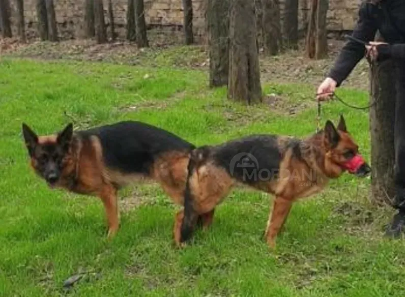 German Shepherd for sale — a great companion and protector Tbilisi - photo 2