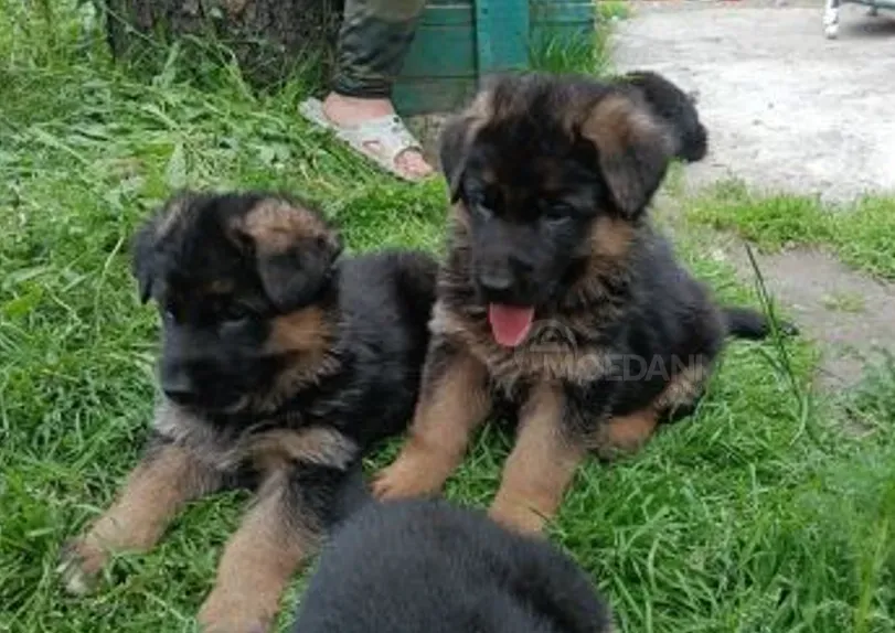 German Shepherd for sale — a great companion and protector Tbilisi - photo 1