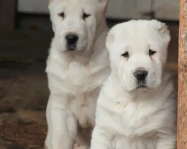 Alabay Central Asian Shepherd Dog Tbilisi - photo 1