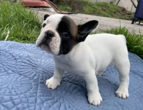 French Bulldog puppies of the best genetics for sale Tbilisi