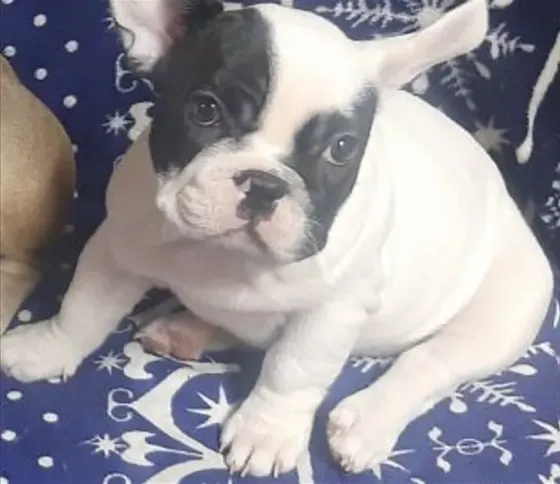 French Bulldog puppies of the best genetics for sale Tbilisi