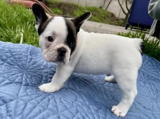 French Bulldog puppies of the best genetics for sale Tbilisi