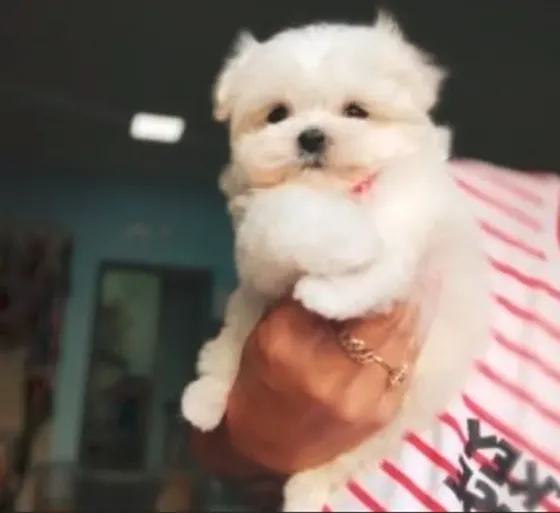 Mini maltese boy 3 months document FCI - FCG Tbilisi