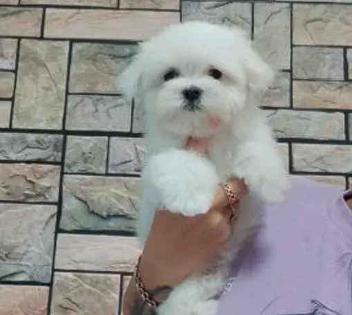 Mini maltese boy 3 months document FCI - FCG Tbilisi