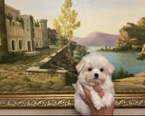 Mini maltese boy 3 months document FCI - FCG Tbilisi