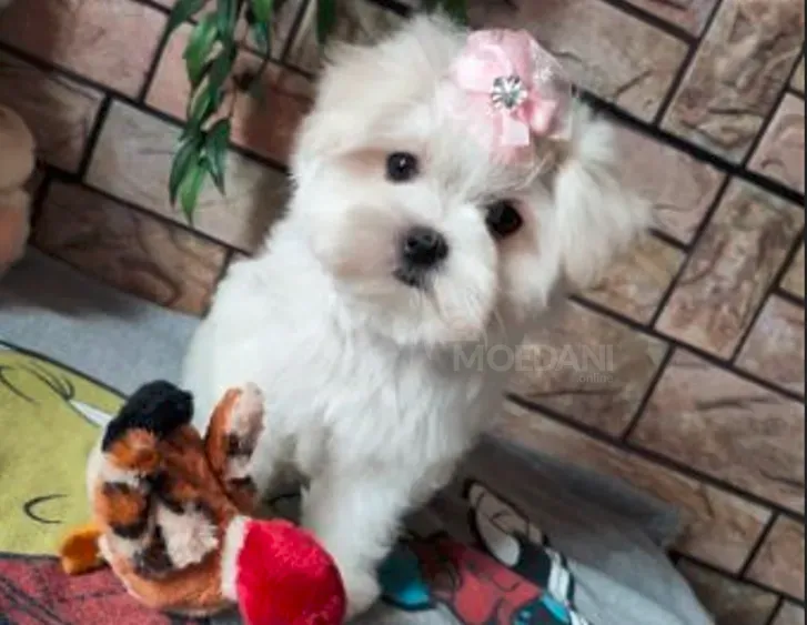 Mini maltese boy 3 months document FCI -FCG თბილისი - photo 2