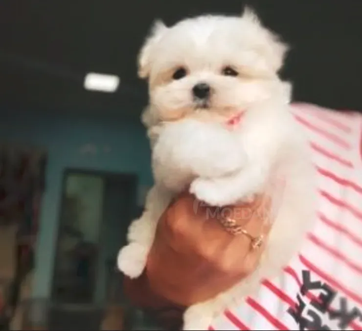 Mini maltese boy 3 months document FCI -FCG თბილისი - photo 5