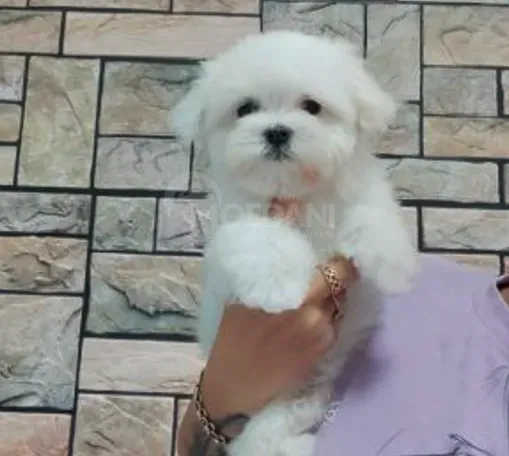 Mini maltese boy 3 months document FCI -FCG თბილისი - photo 4