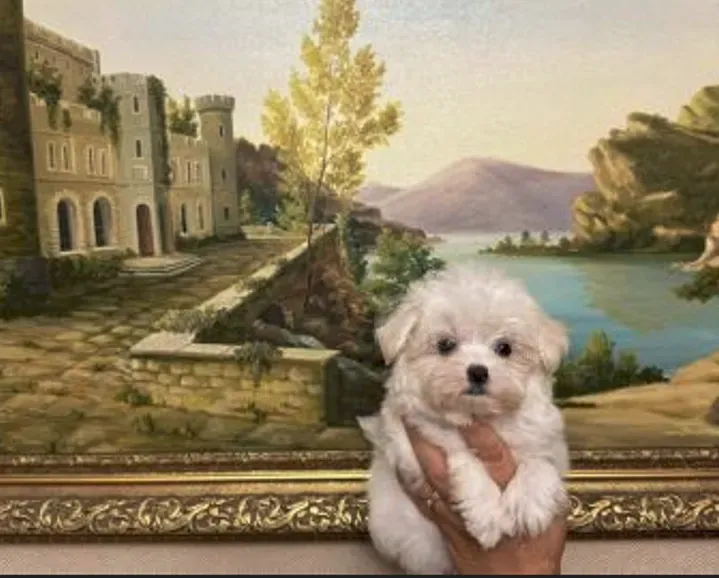 Mini maltese boy 3 months document FCI -FCG თბილისი - photo 3
