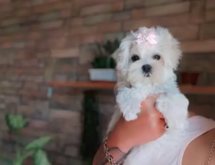 Mini maltese boy 3 months document FCI -FCG თბილისი - photo 1