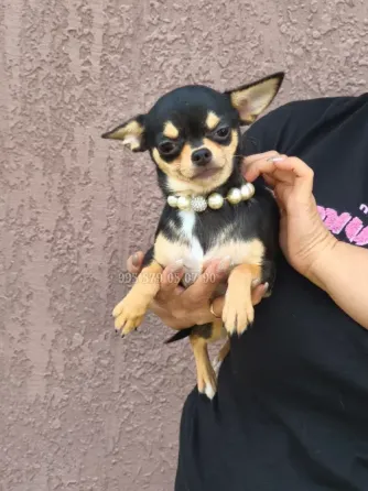 Miniature Chihuahua girl, a little princess. Available for purchase in Tbilisi and Batumi. Tbilisi