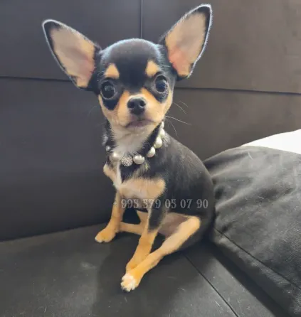 Miniature Chihuahua girl, a little princess. Available for purchase in Tbilisi and Batumi. Tbilisi