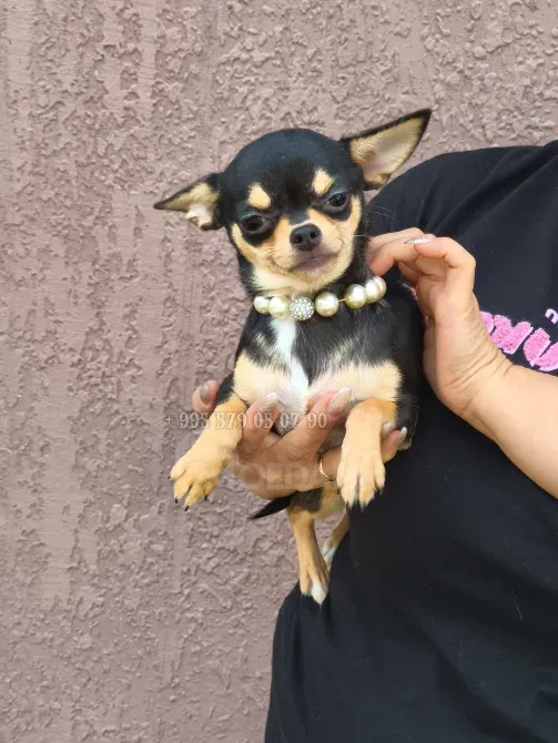 მინიატურული ჩიხუახუა გოგონა, პატარა პრინცესა. შეძენა შესაძლებელია თბილისსა და ბათუმში. თბილისი - photo 1