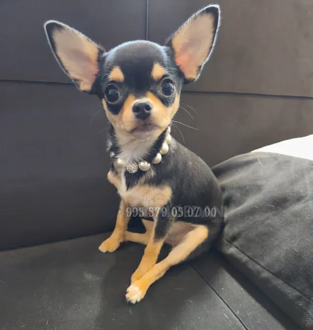 მინიატურული ჩიხუახუა გოგონა, პატარა პრინცესა. შეძენა შესაძლებელია თბილისსა და ბათუმში. თბილისი - photo 2