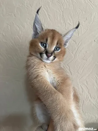 Caracal kittens for sale Tbilisi