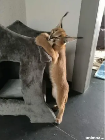 Caracal kittens for sale Tbilisi