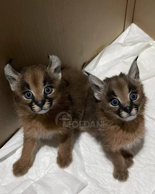 Котята каракала на продажу Тбилиси - изображение 3