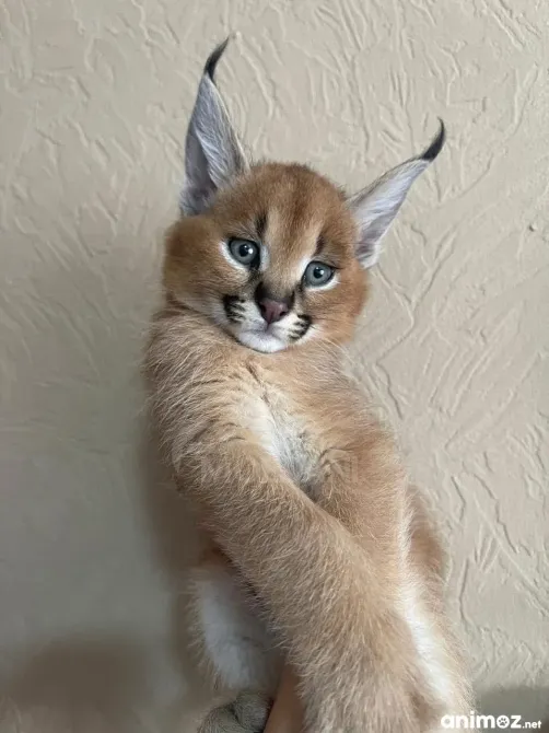 Котята каракала на продажу Тбилиси - изображение 2