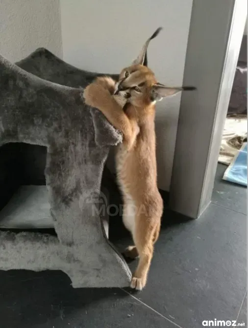 Котята каракала на продажу Тбилиси - изображение 1