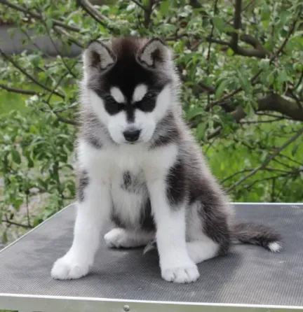 Щенки сибирского хаски Tbilisi