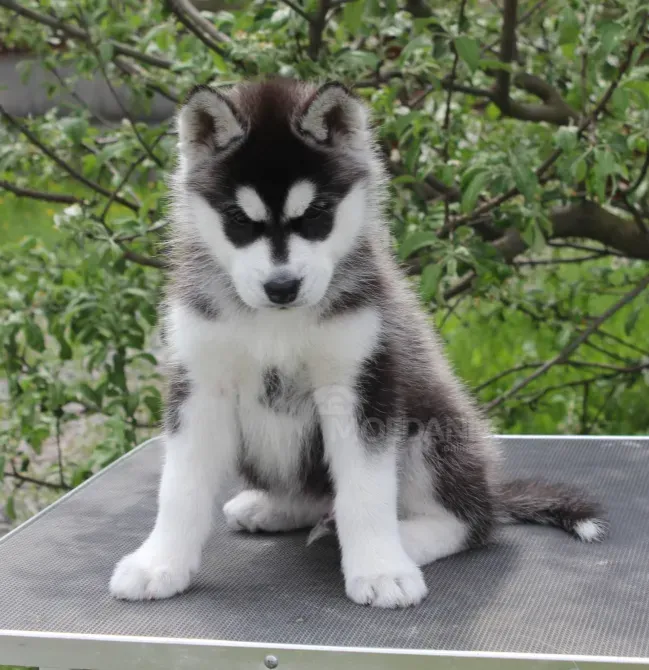 Щенки сибирского хаски თბილისი - photo 1