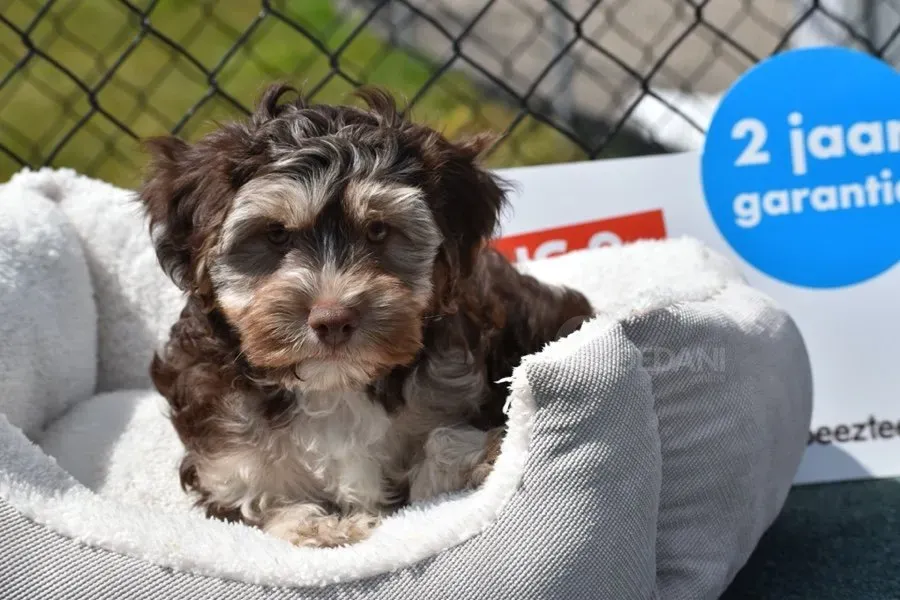 Щенки гаванской бишон-боулинг Tbilisi - photo 1