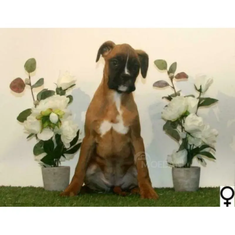 Щенки боксера готовы к резервированию. თბილისი - photo 1