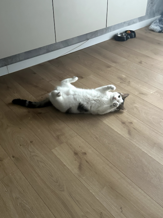 Cat to be rehomed Tbilisi