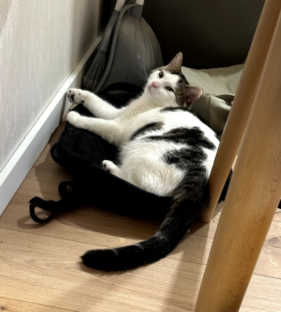 Cat to be rehomed Tbilisi