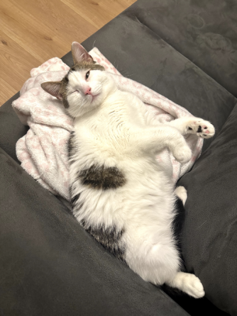 Cat to be rehomed Tbilisi