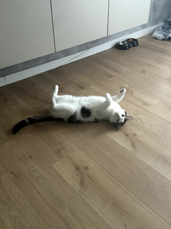 Cat to be rehomed Tbilisi