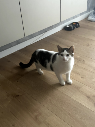 Cat to be rehomed Tbilisi