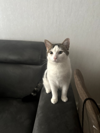 Cat to be rehomed Tbilisi