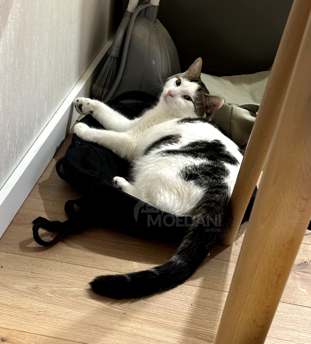 მამალი კატა Тбилиси - изображение 2