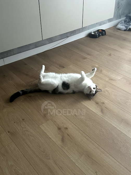 მამალი კატა Тбилиси - изображение 4