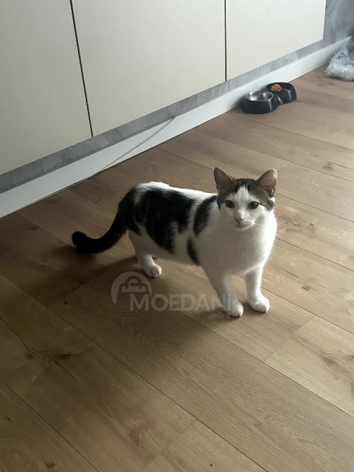 მამალი კატა Тбилиси - изображение 5