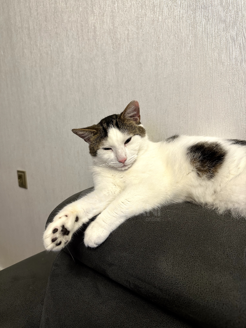 მამალი კატა Тбилиси - изображение 7