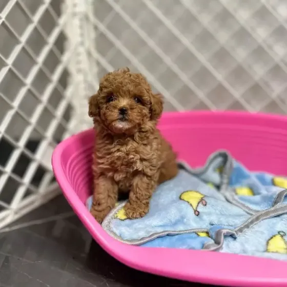 Purebred Toy Poodle puppies Tbilisi