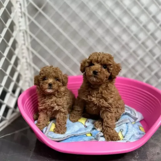 Purebred Toy Poodle puppies Tbilisi