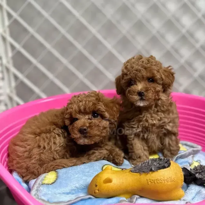 Чистокровные щенки той-пуделя Тбилиси - изображение 2