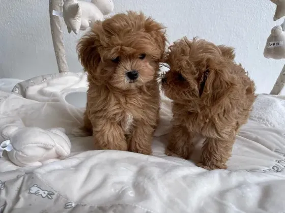 Beautiful Maltipoo Puppies Tbilisi