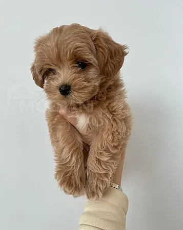 Красивые щенки мальтипу Тбилиси - изображение 4