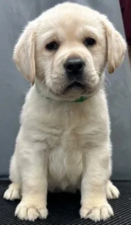 Იყიდება ლაბრადორის ლეკვები. Tbilisi