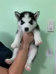 Იყიდება ციმბირული ჰასკის ლეკვები. Tbilisi