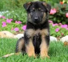 Სუფთა სისხლის გერმანული ნაგაზის ლეკვები გვყავს გერმანული ნაგაზის ლეკვები. Tbilisi - photo 1