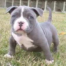 Გაყიდულია ამერიკული პიტბულის ლეკვები. Tbilisi