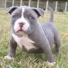 Გაყიდულია ამერიკული პიტბულის ლეკვები. თბილისი - photo 1